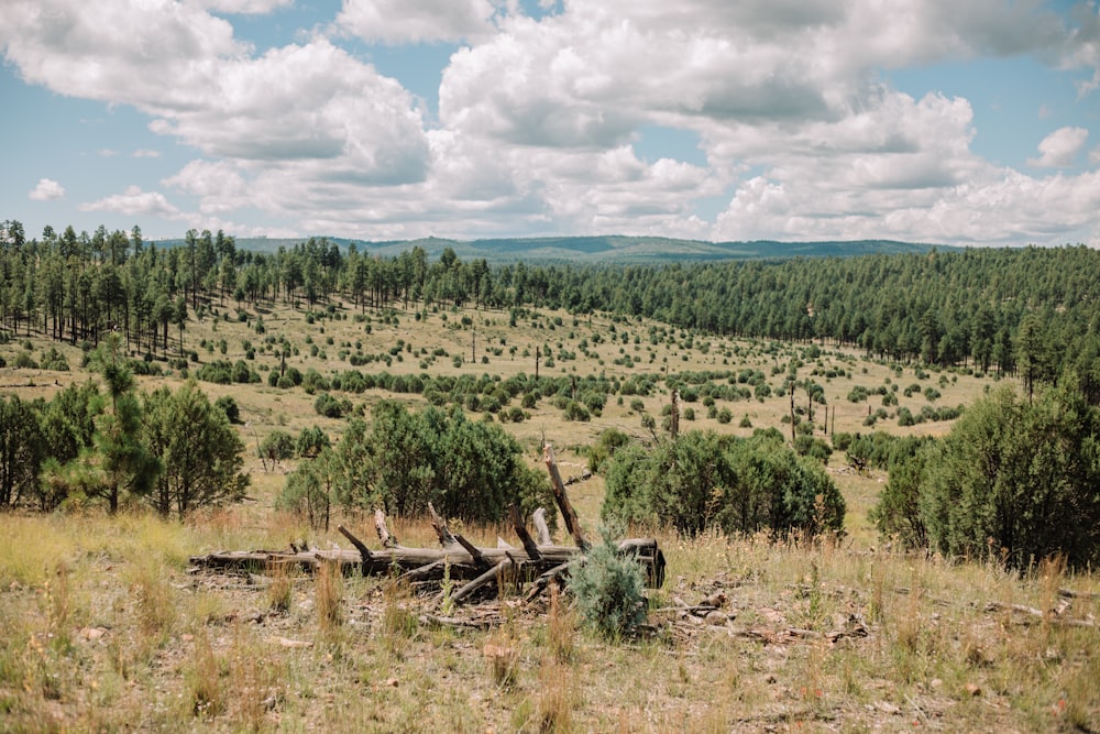 a large field with a bunch of trees in it