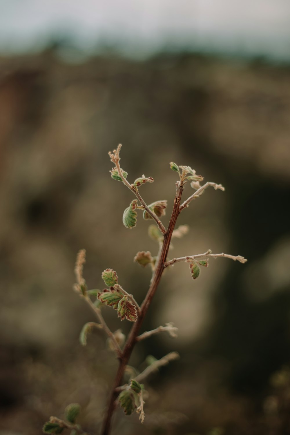 a close up of a plant with small buds