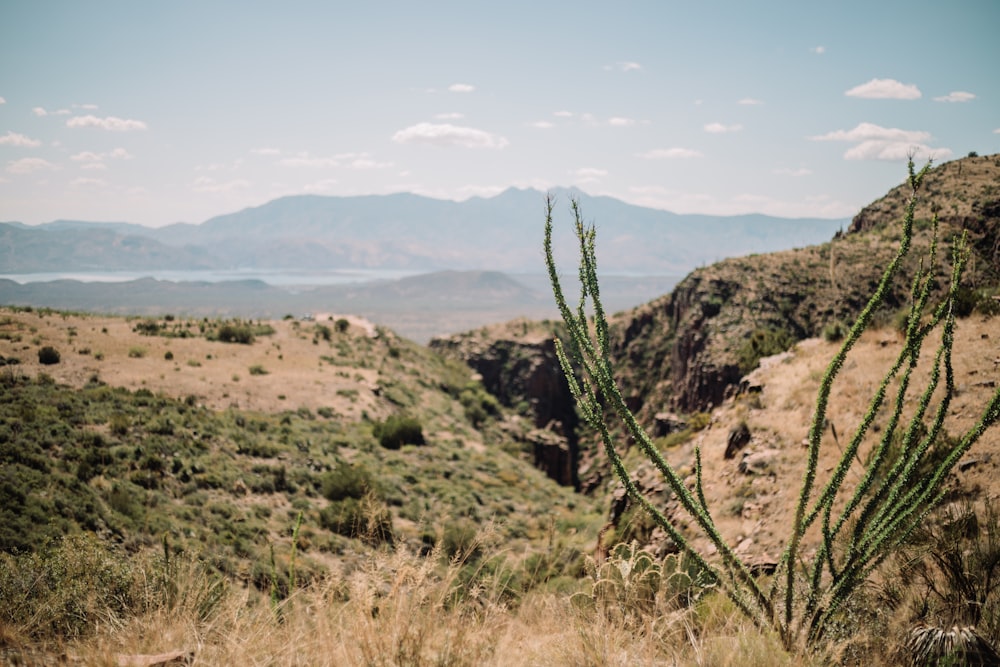 a cactus in a field with mountains in the background
