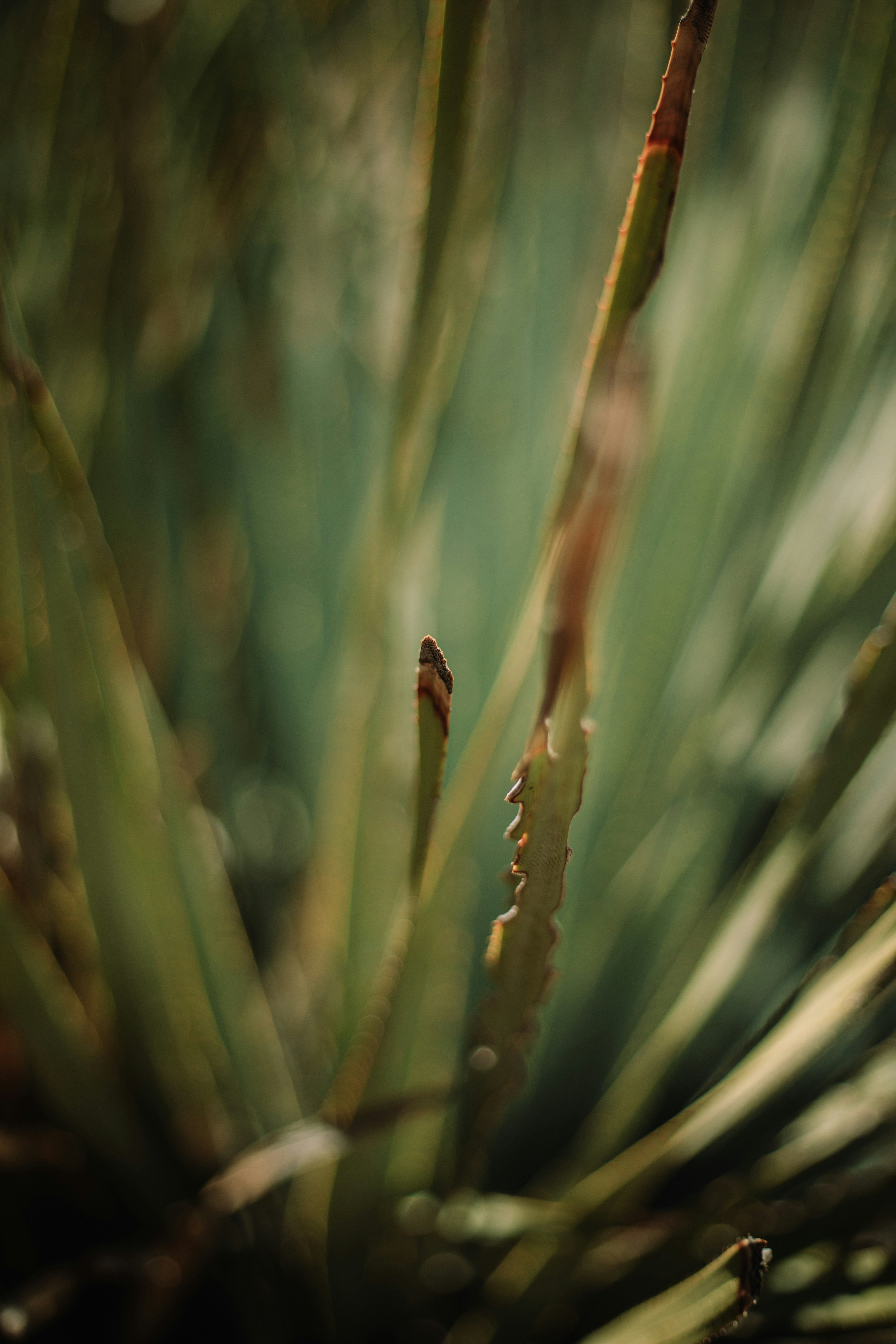 a close up of a pine tree branch