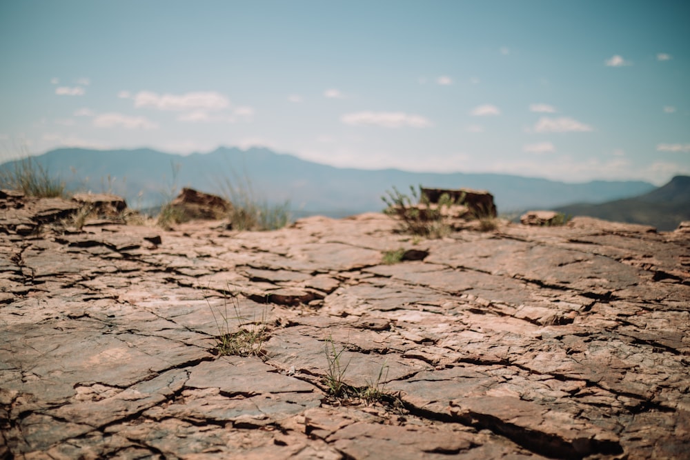 a small patch of grass growing on top of a rock