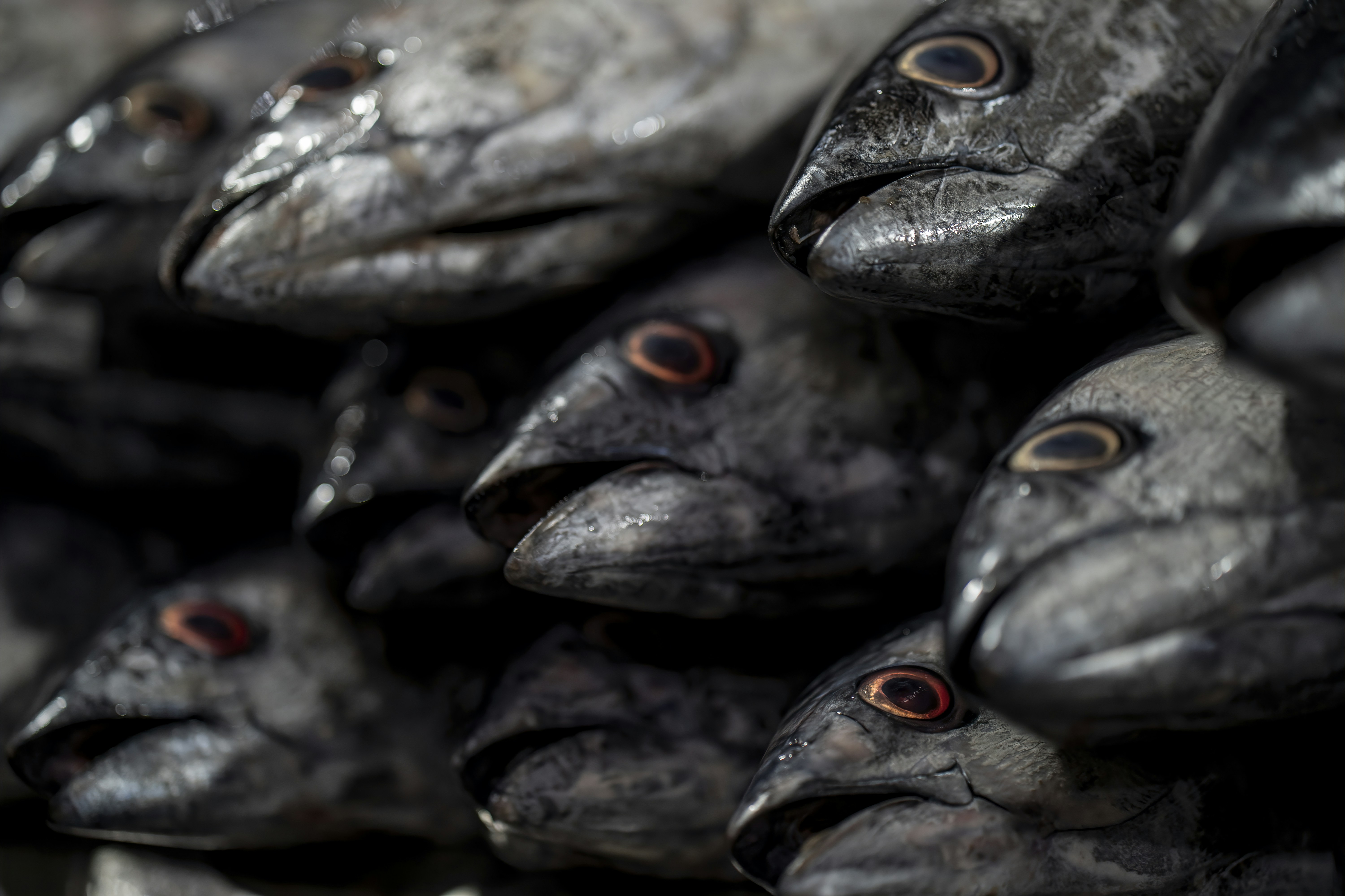 a close up of a bunch of fish heads