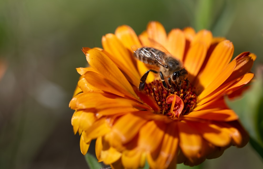 uma abelha sentada em cima de uma flor de laranja