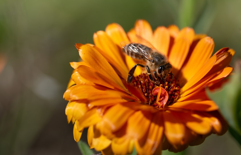 Una abeja sentada encima de una flor naranja
