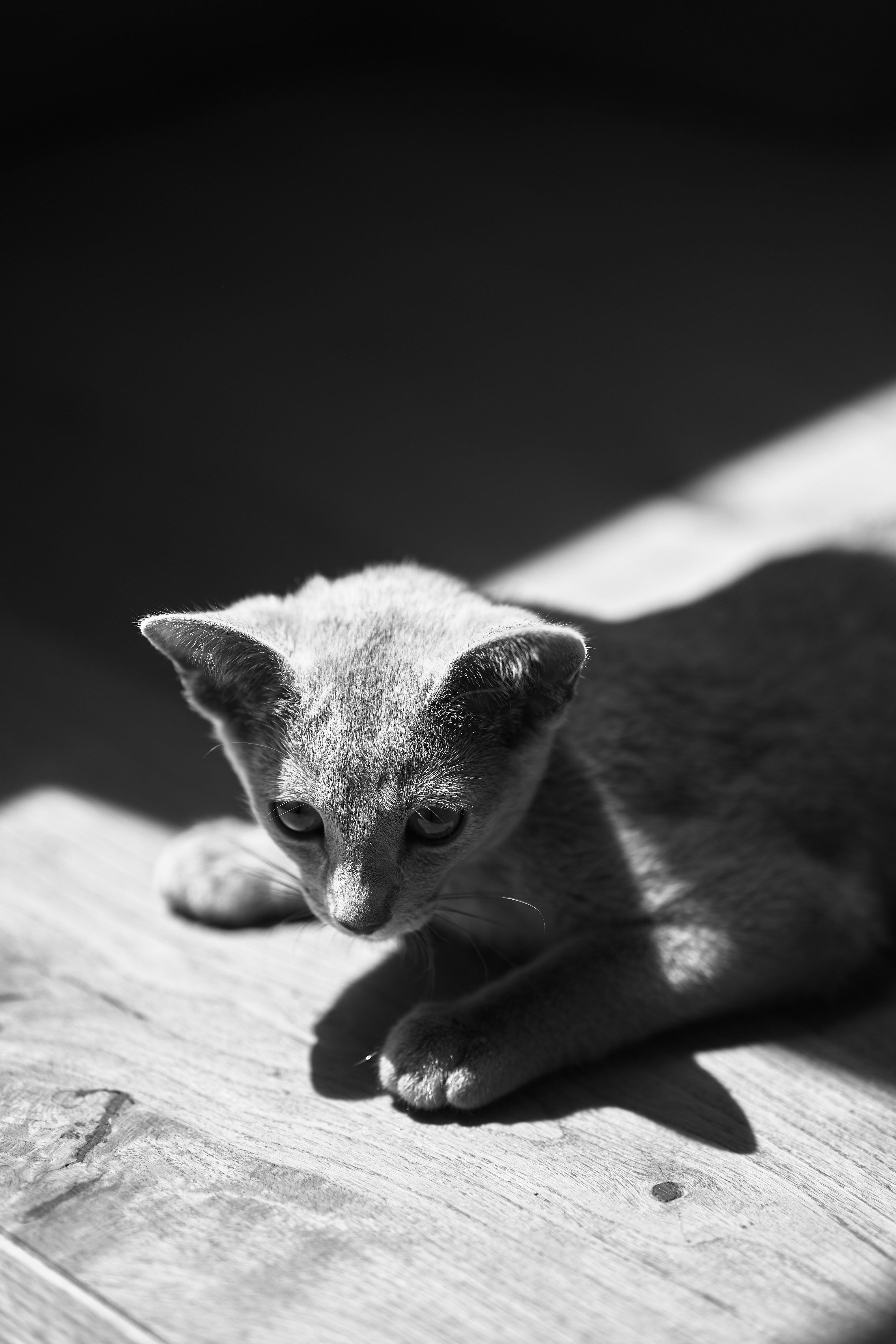 a small kitten laying on top of a wooden floor
