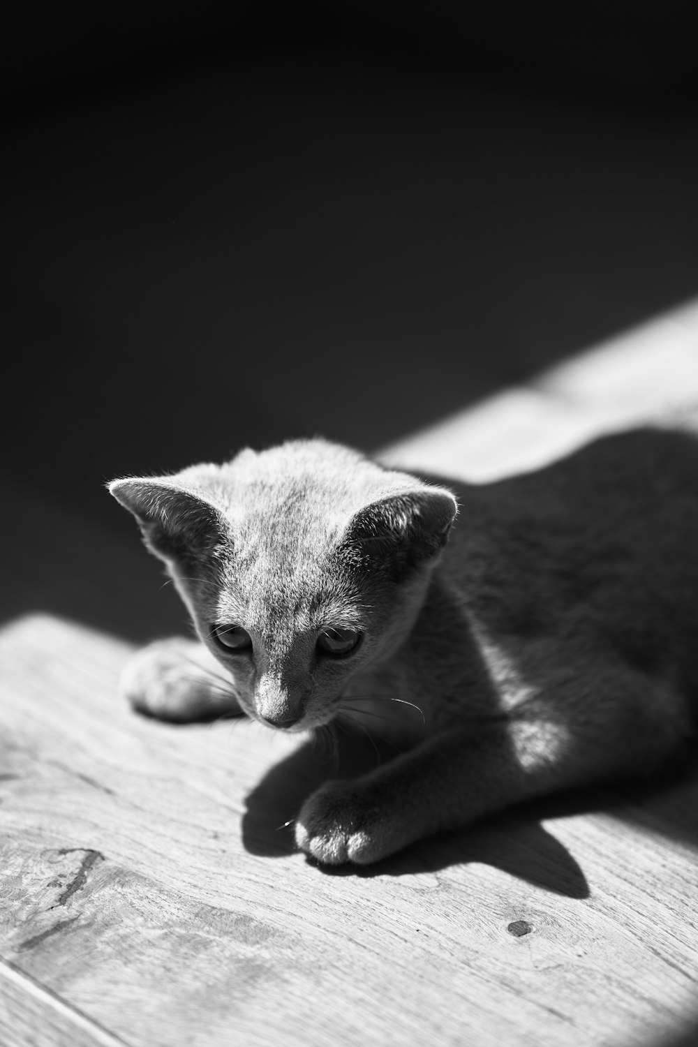 a small kitten laying on top of a wooden floor