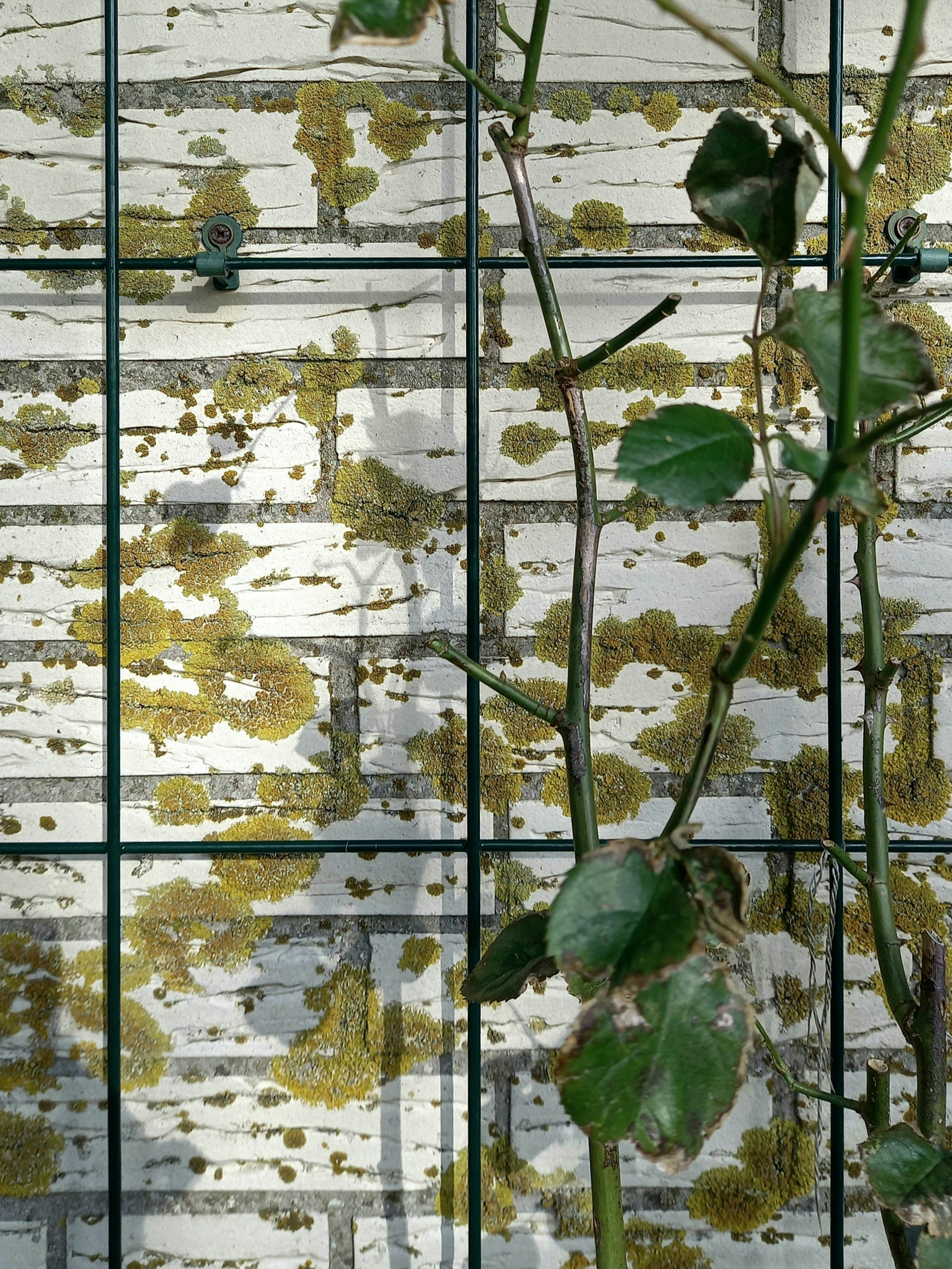 Photo by frankweichelt