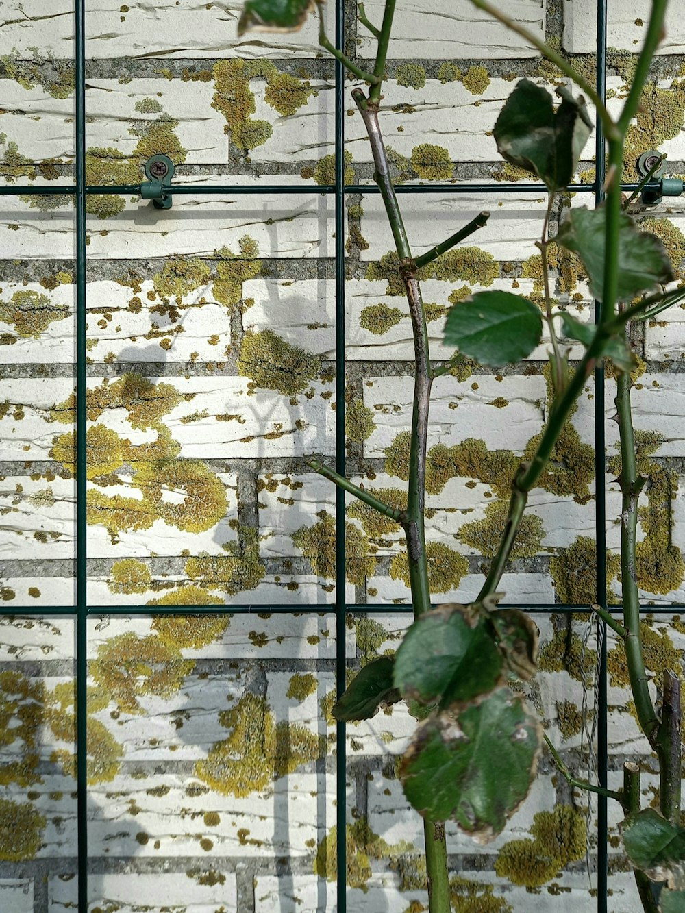 Eine Pflanze mit grünen Blättern vor einer weißen Backsteinmauer