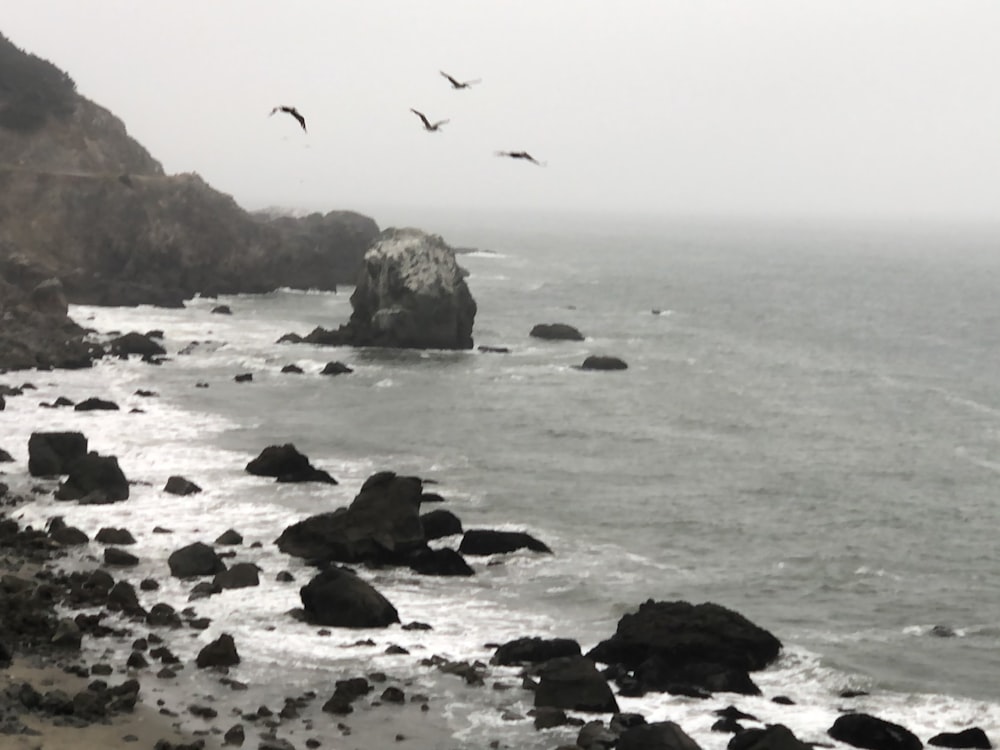 a group of birds flying over the ocean