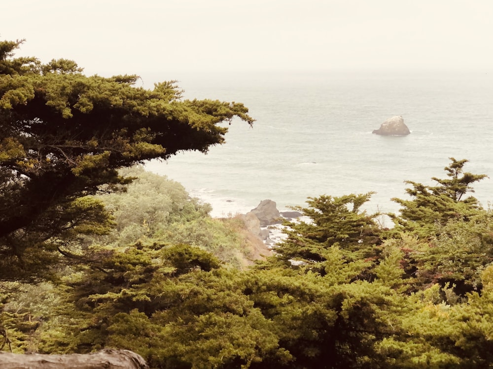 a view of the ocean through the trees