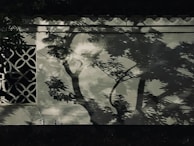Shadows of tree branches and leaves are cast on a white wall with a decorative lattice window. The intricate patterns of the lattice contrast with the organic shapes of the shadows, creating an interplay of light and shadow.