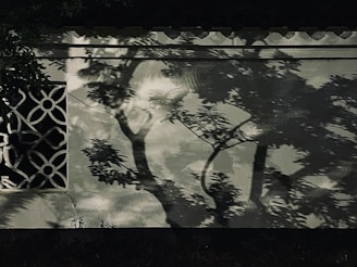 Shadows of tree branches and leaves are cast on a white wall with a decorative lattice window. The intricate patterns of the lattice contrast with the organic shapes of the shadows, creating an interplay of light and shadow.