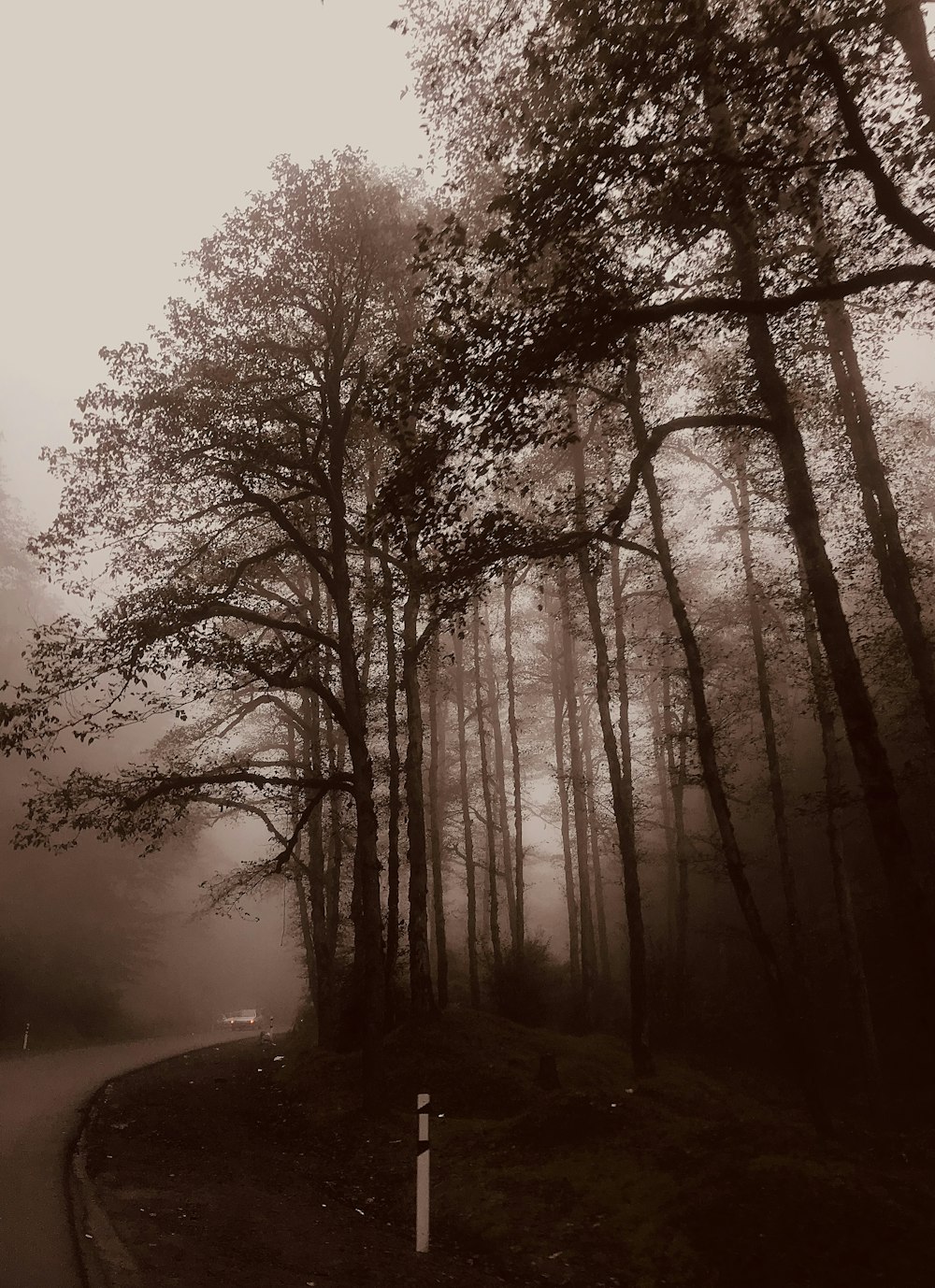 Una strada in mezzo a una foresta in una giornata nebbiosa