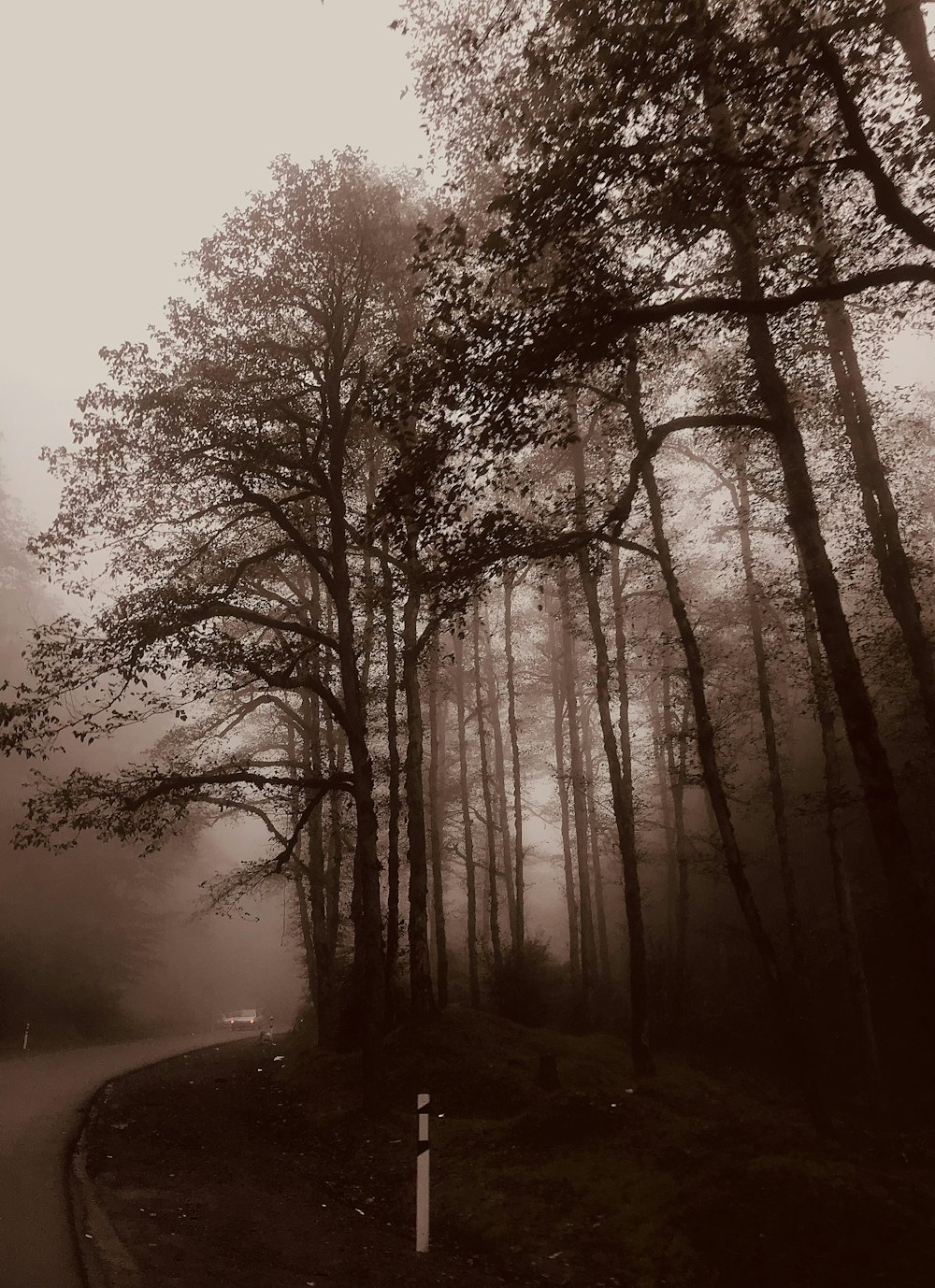 a road in the middle of a forest on a foggy day