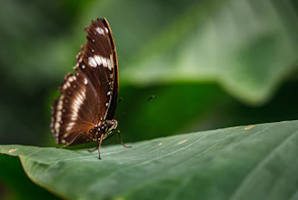 a brown and white butterfly sitting on a green leaf