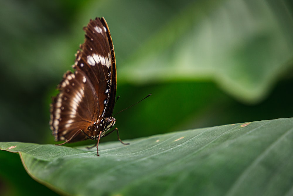 Una mariposa marrón y blanca sentada sobre una hoja verde