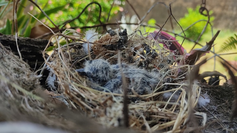 A small bird's nest nestled among branches, containing fuzzy, newly hatched chicks. The nest is intricately woven from twigs and straw. The surrounding environment is lush with greenery, and there are hints of a garden or natural setting in the blurred background.