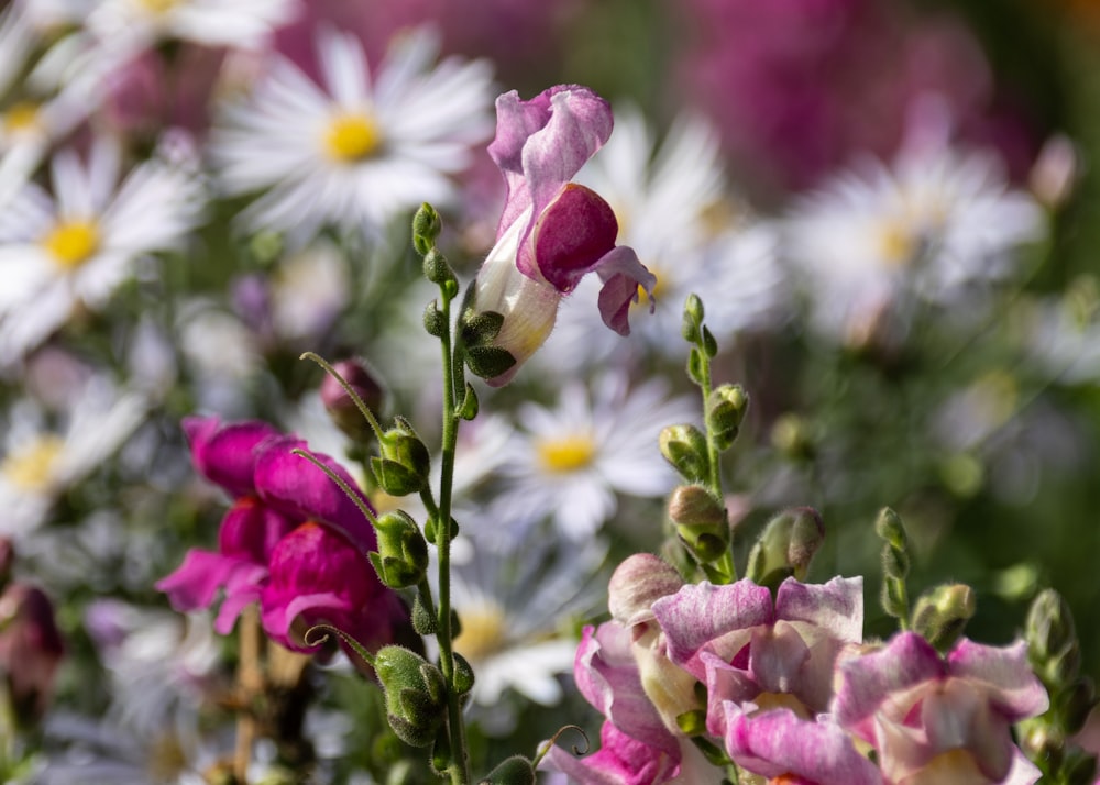 a bunch of pink and white flowers in a field