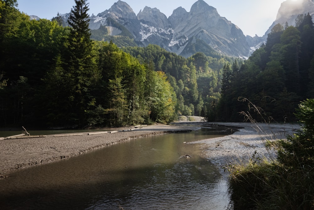 a river running through a lush green forest