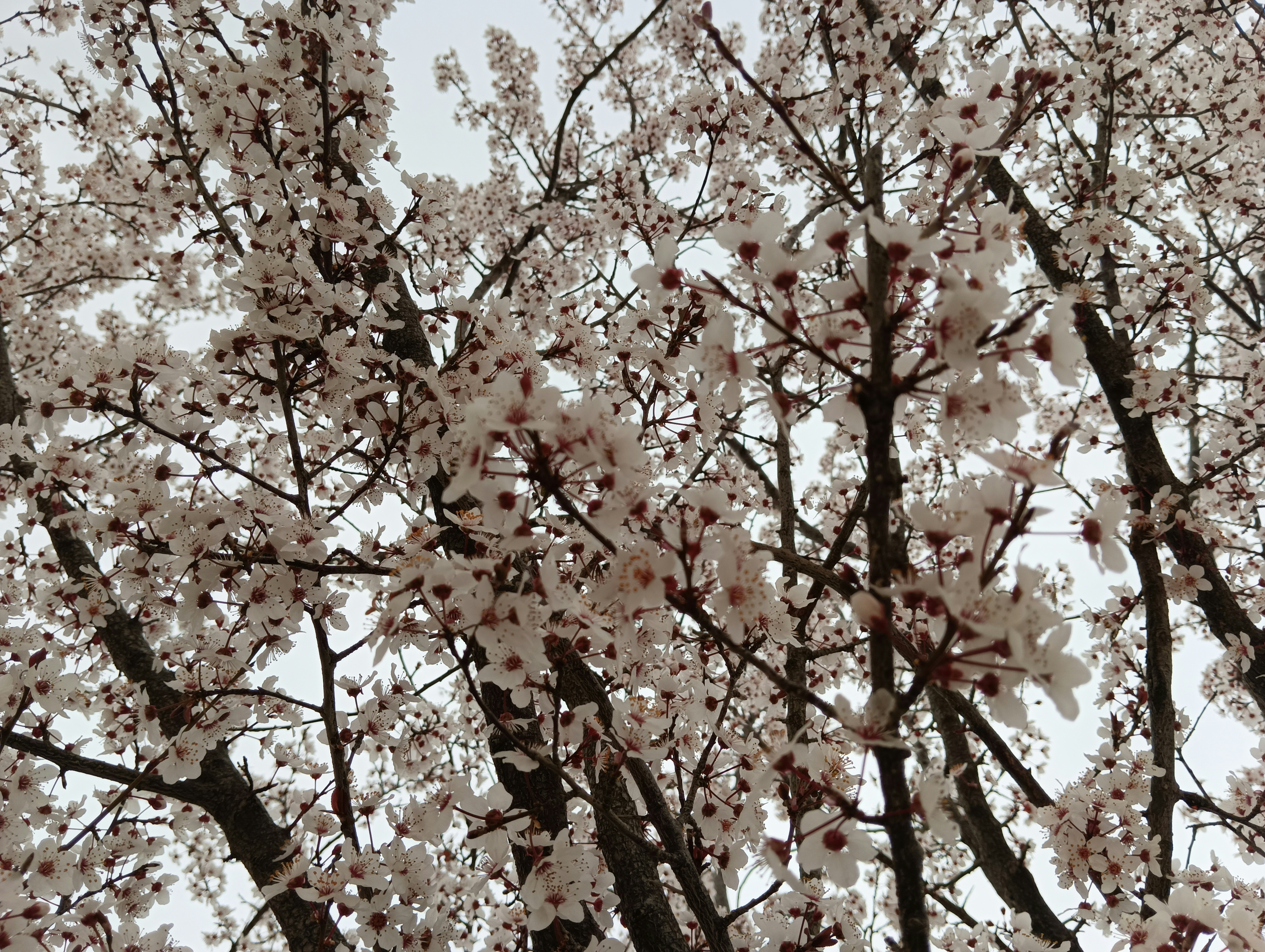 a tree with lots of white flowers on it