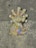 A colorful, intricately designed sculpture of a cat with an ornate tail and crown-like features around its head. The design includes various geometric patterns and bright colors, giving it a festive and artistic look.