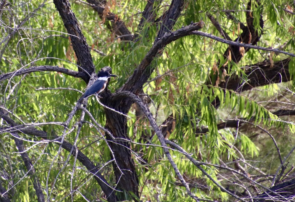 a blue bird perched on a tree branch