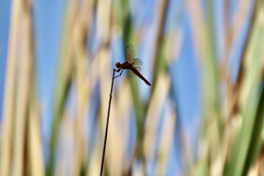 a dragonfly sitting on top of a tall plant