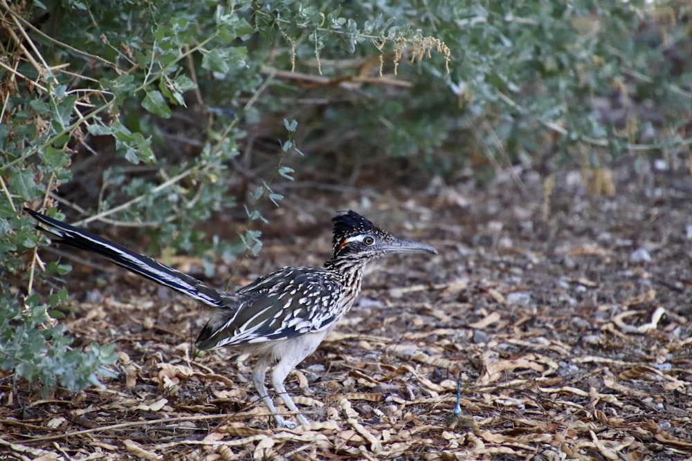 a small bird standing on top of a dry grass field