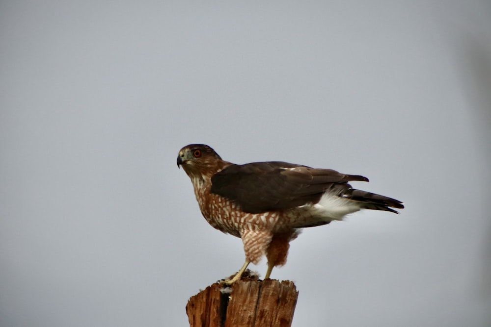 a hawk sitting on top of a wooden post