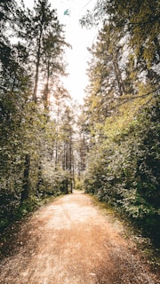 Sunlit forest pathway during the retreat's morning walk