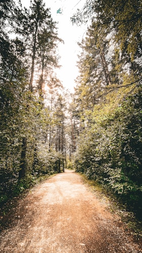 A sunlit forest pathway surrounded by tall, dense trees and lush green foliage creates a serene and natural atmosphere. The sunlight filters through the branches, casting dappled light on the dirt path.