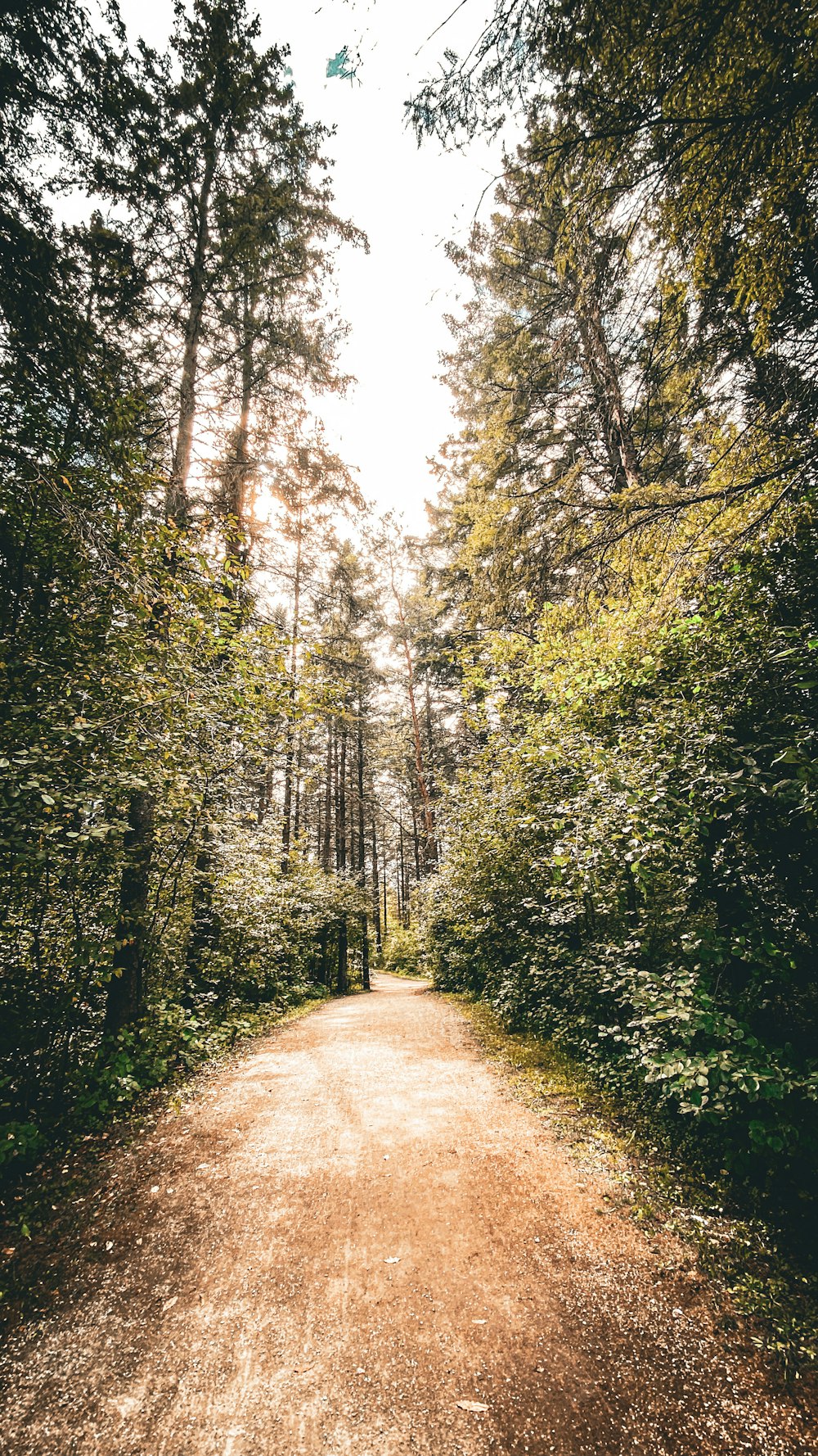 a dirt road in the middle of a forest