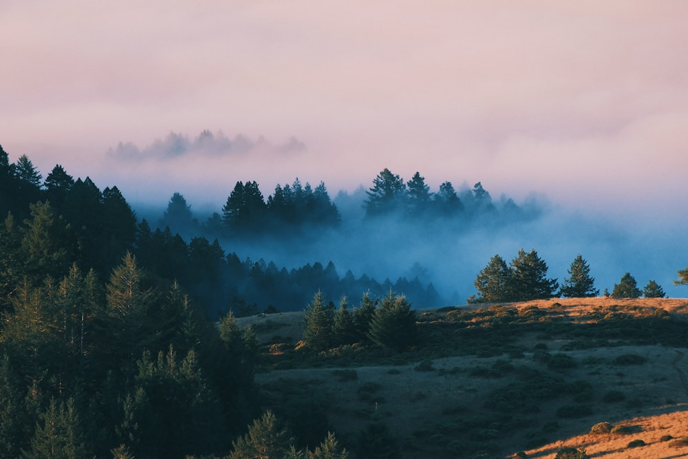 a field with trees and fog in the distance