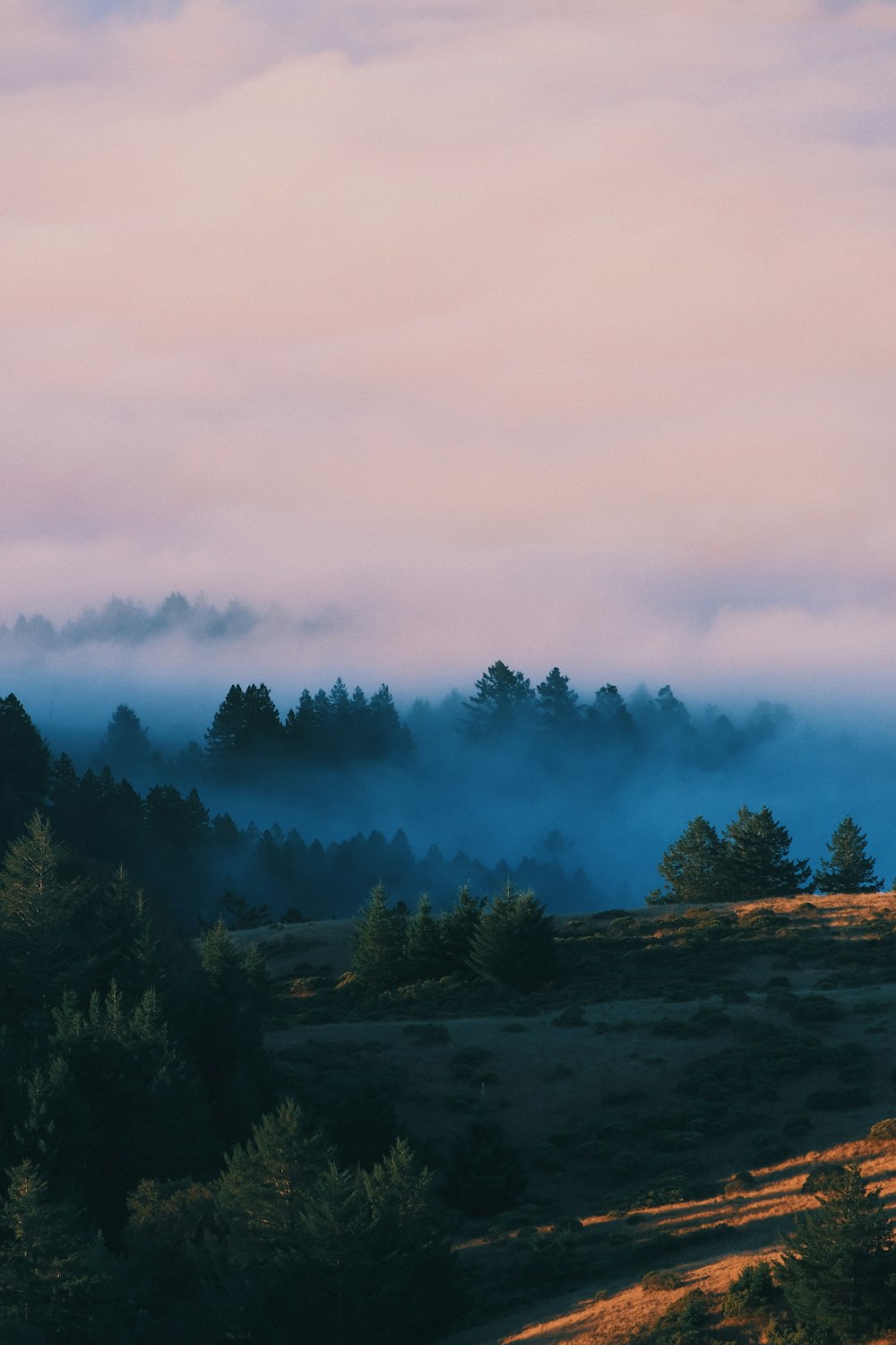 a field with trees and fog in the distance