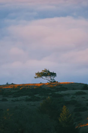 A serene tree standing alone on a gentle hill under soft, warm light.
