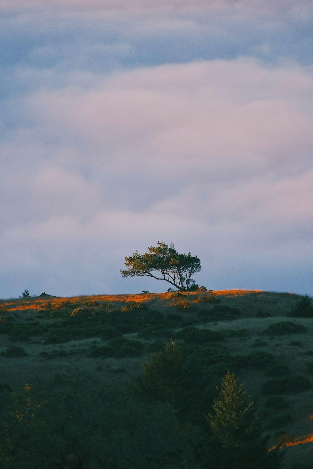 a lone tree sitting on top of a hill