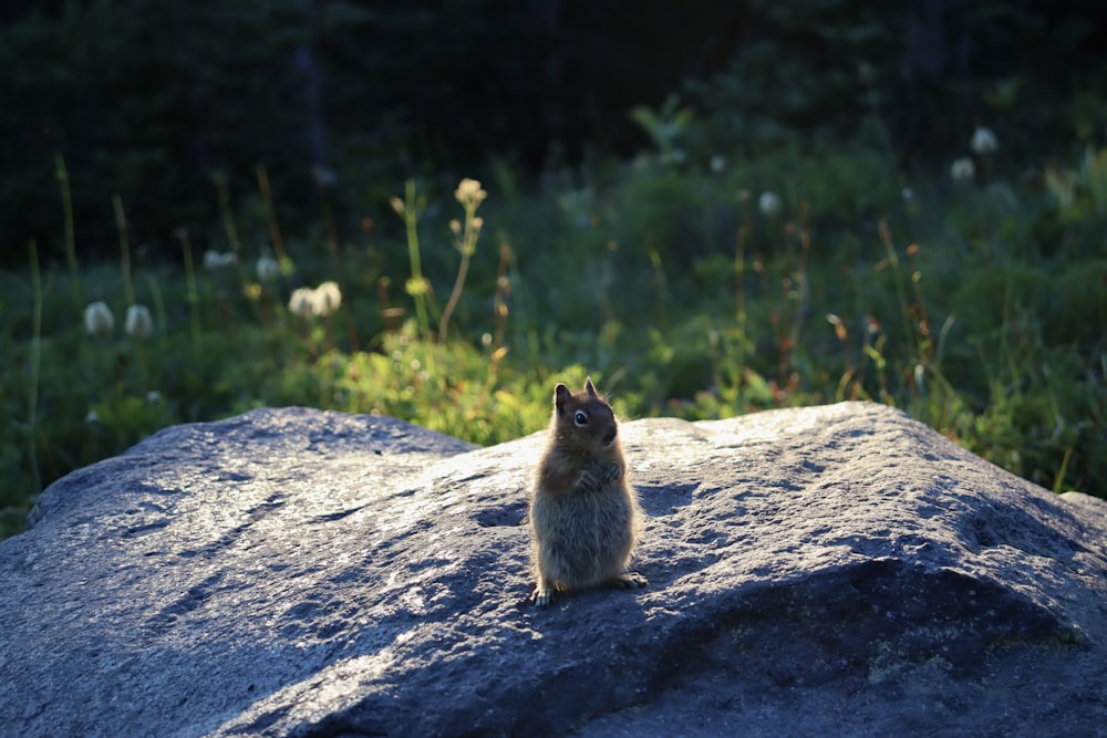 ein Eichhörnchen, das auf einem großen Felsen sitzt