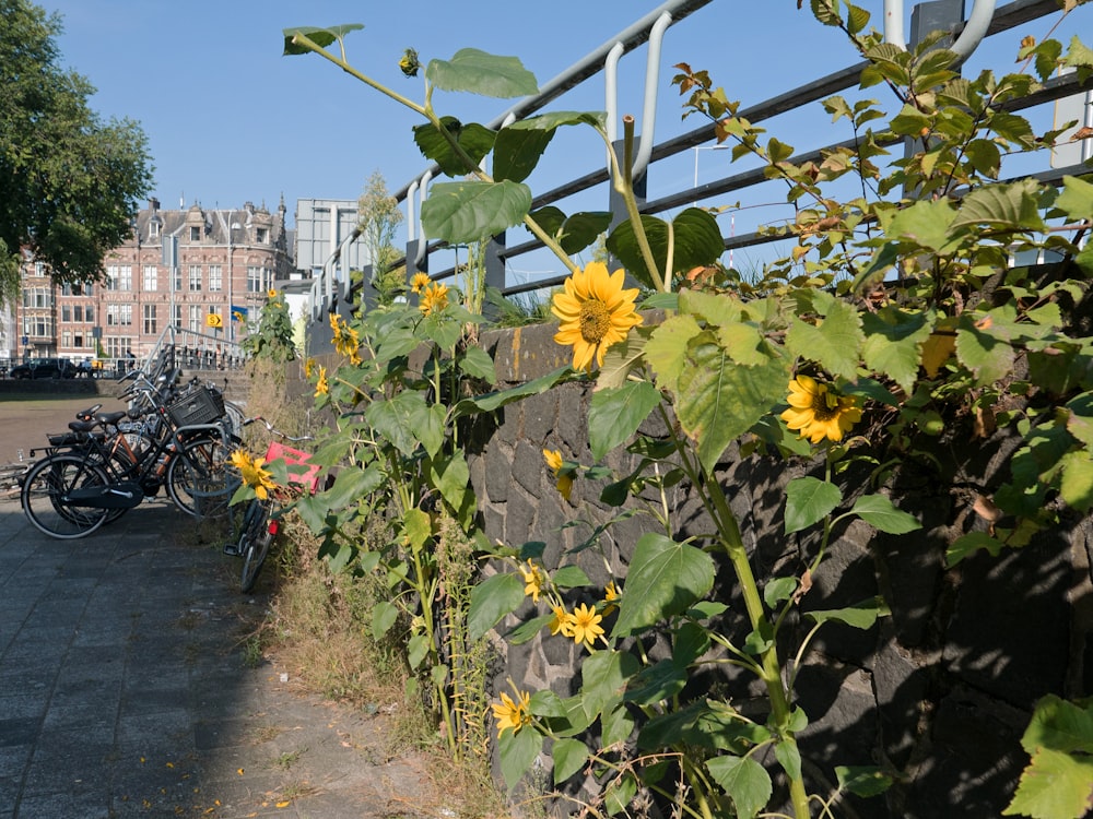 a row of bikes parked next to a stone wall