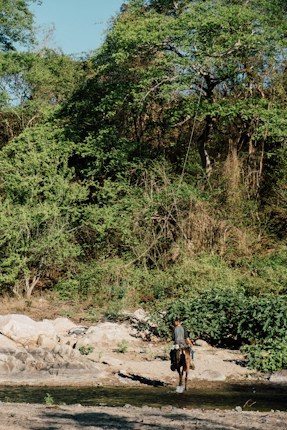 A person riding a horse is making their way through a lush, green forest near a shallow stream. The background is filled with dense foliage and trees, while the foreground features rocky terrain and water.