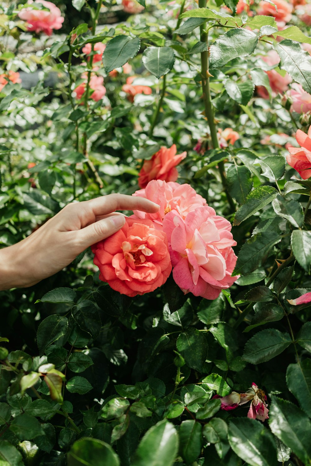 a hand reaching for a flower in a garden