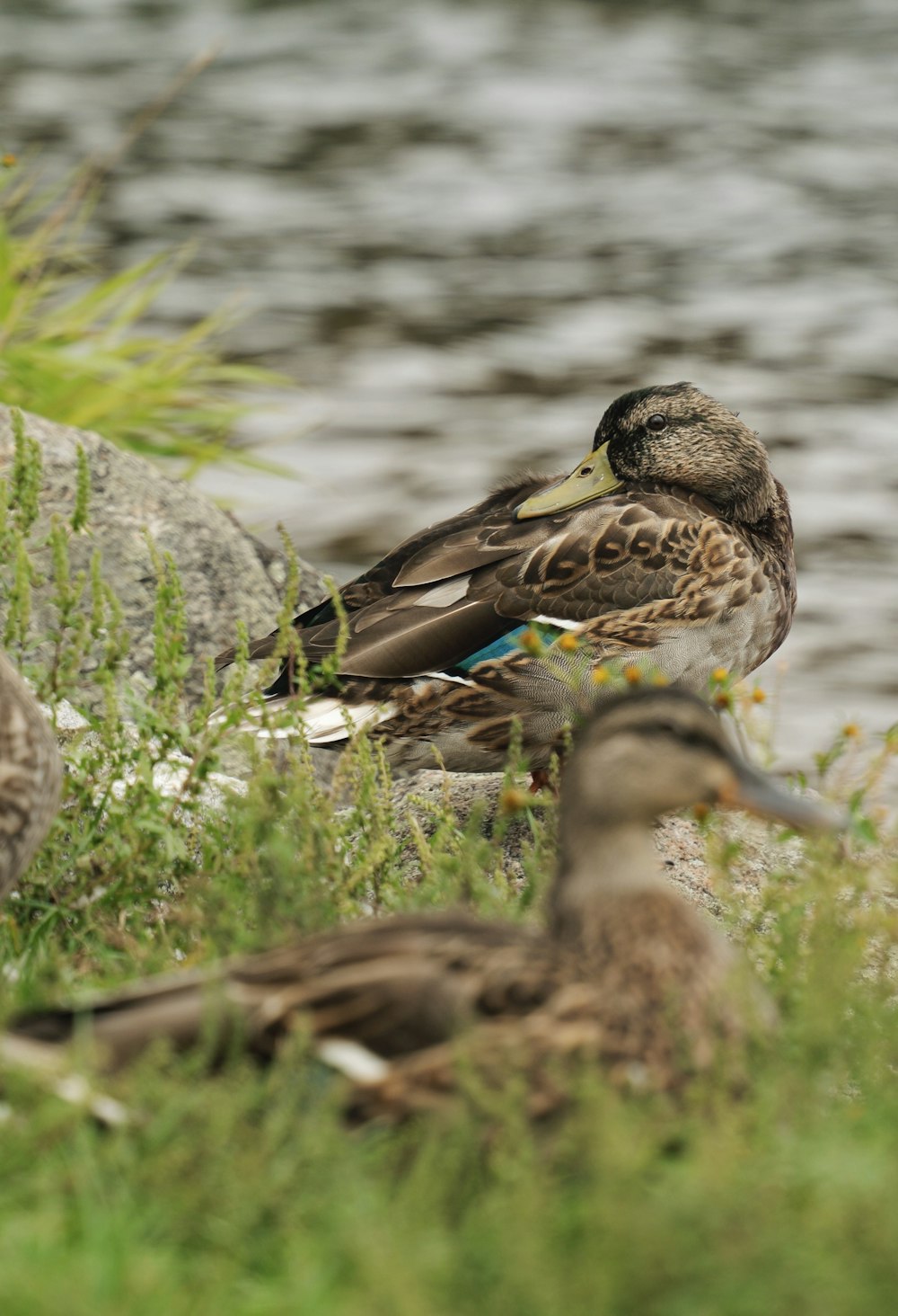 a group of ducks standing next to a body of water