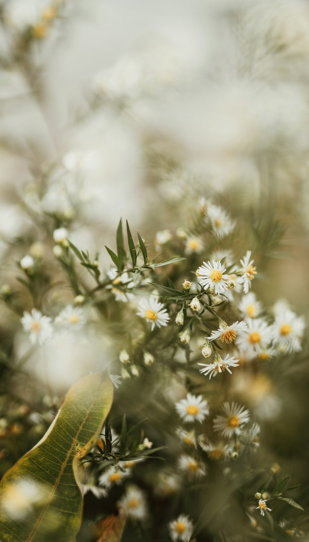 a close up of a bunch of white flowers