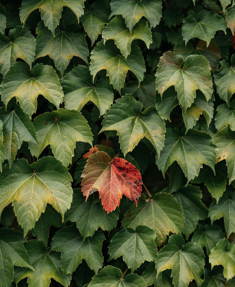 a leaf that is sitting on some leaves