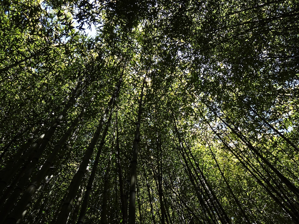 looking up at the canopy of a bamboo forest