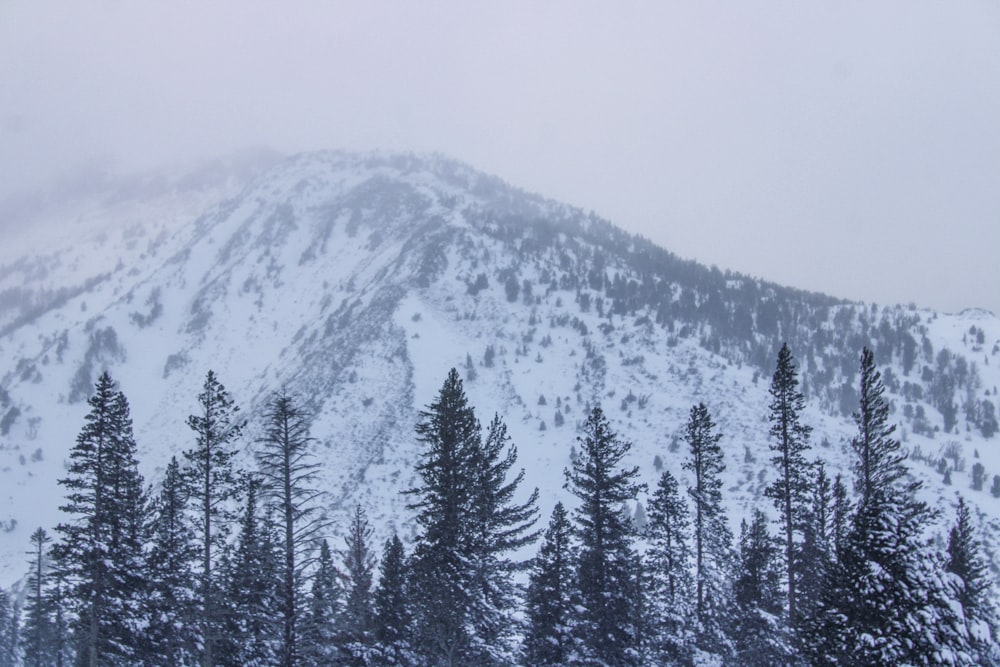 前景に木々が生い茂る雪に覆われた山