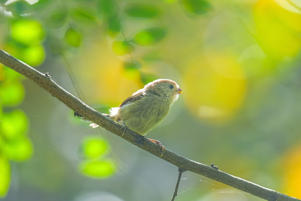 Woodland Songbird