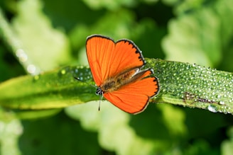 Close-up of a vibrant butterfly resting on a dew-covered leaf at dawn.
