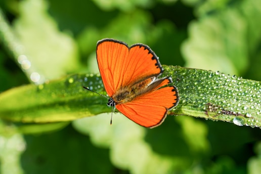 Close-up of a vibrant butterfly resting on a dew-covered leaf at dawn.