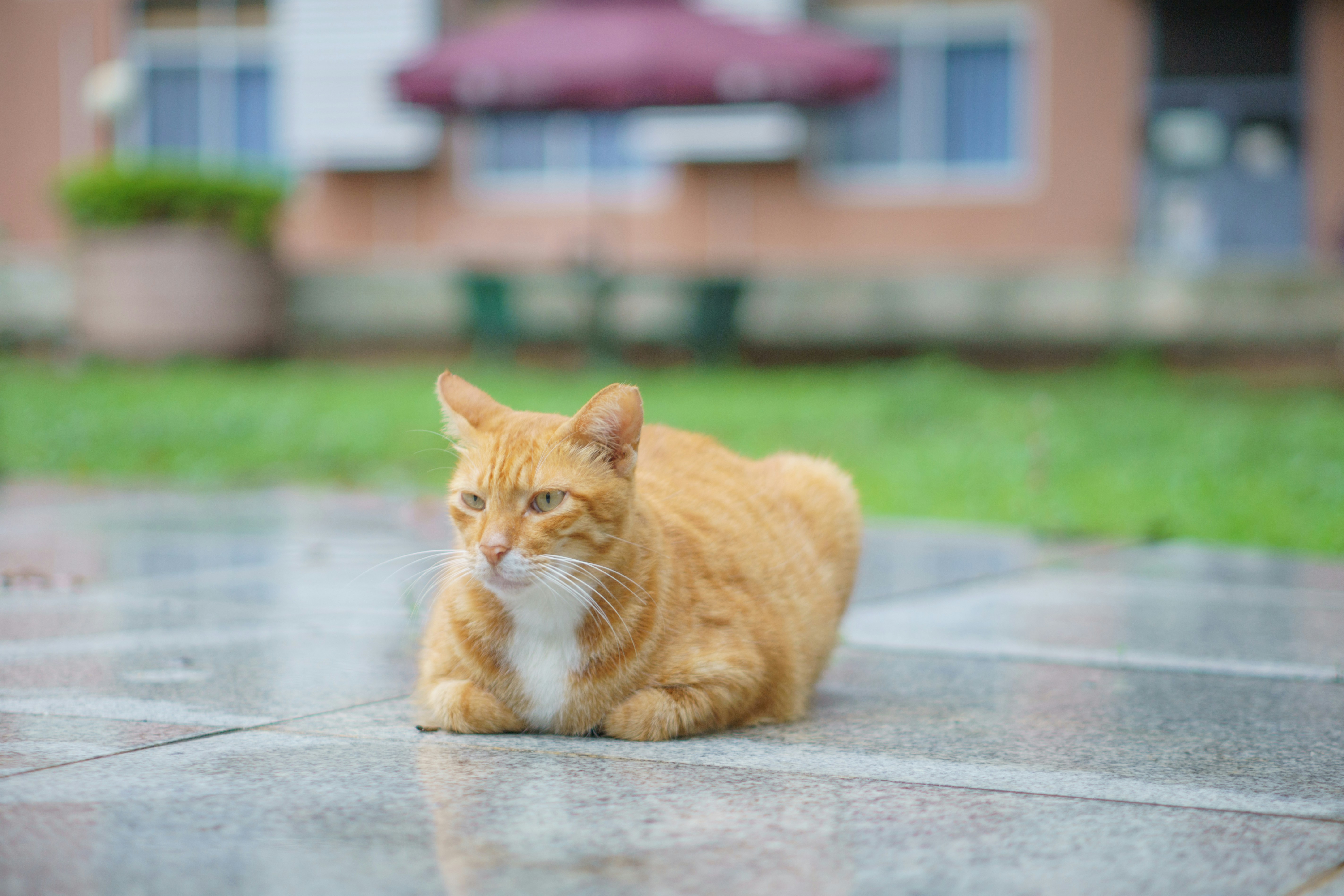 an orange and white cat sitting on the ground