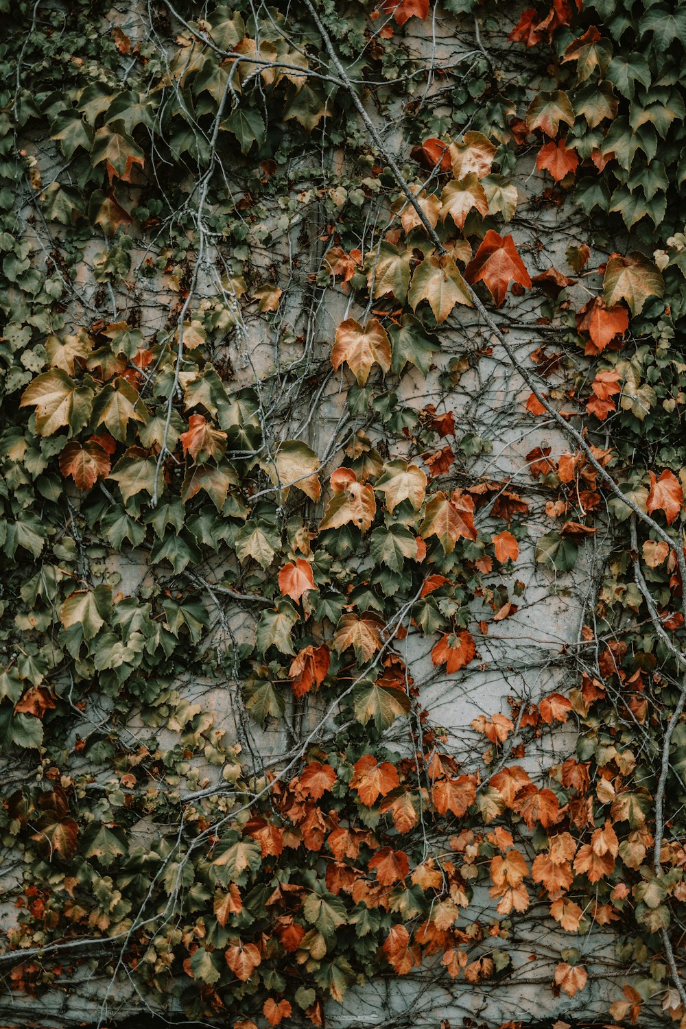 eine Wand, die mit Weinreben und orangefarbenen Blumen bedeckt ist